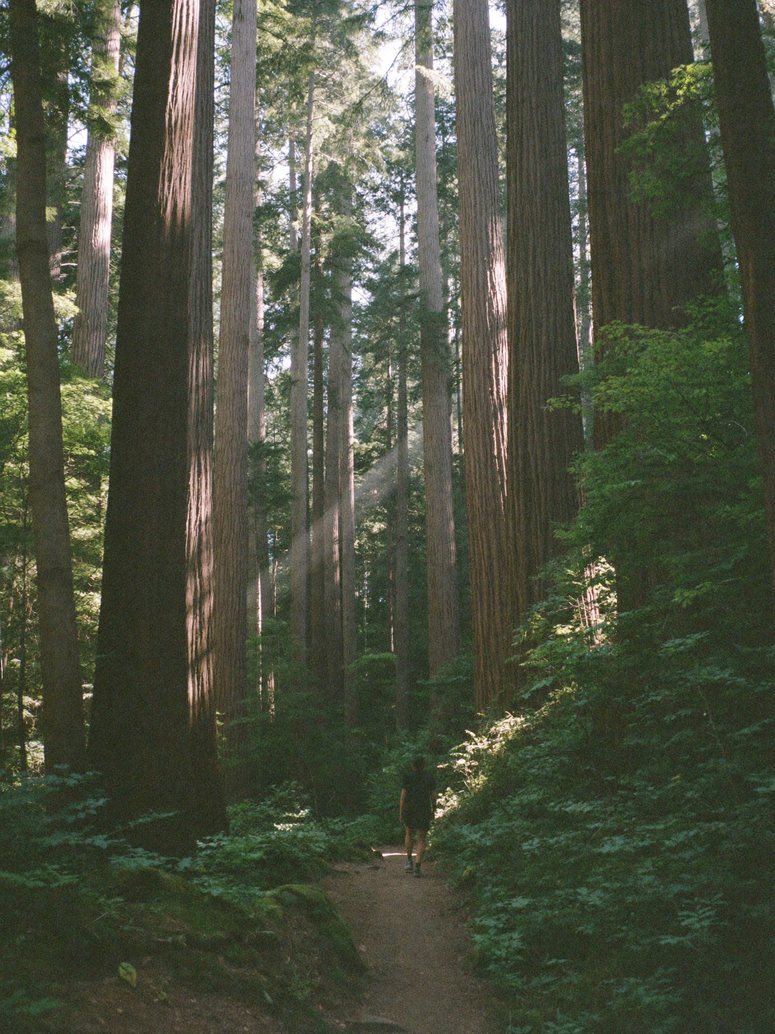 Hiker on a forest trail under towering hardwood canopy