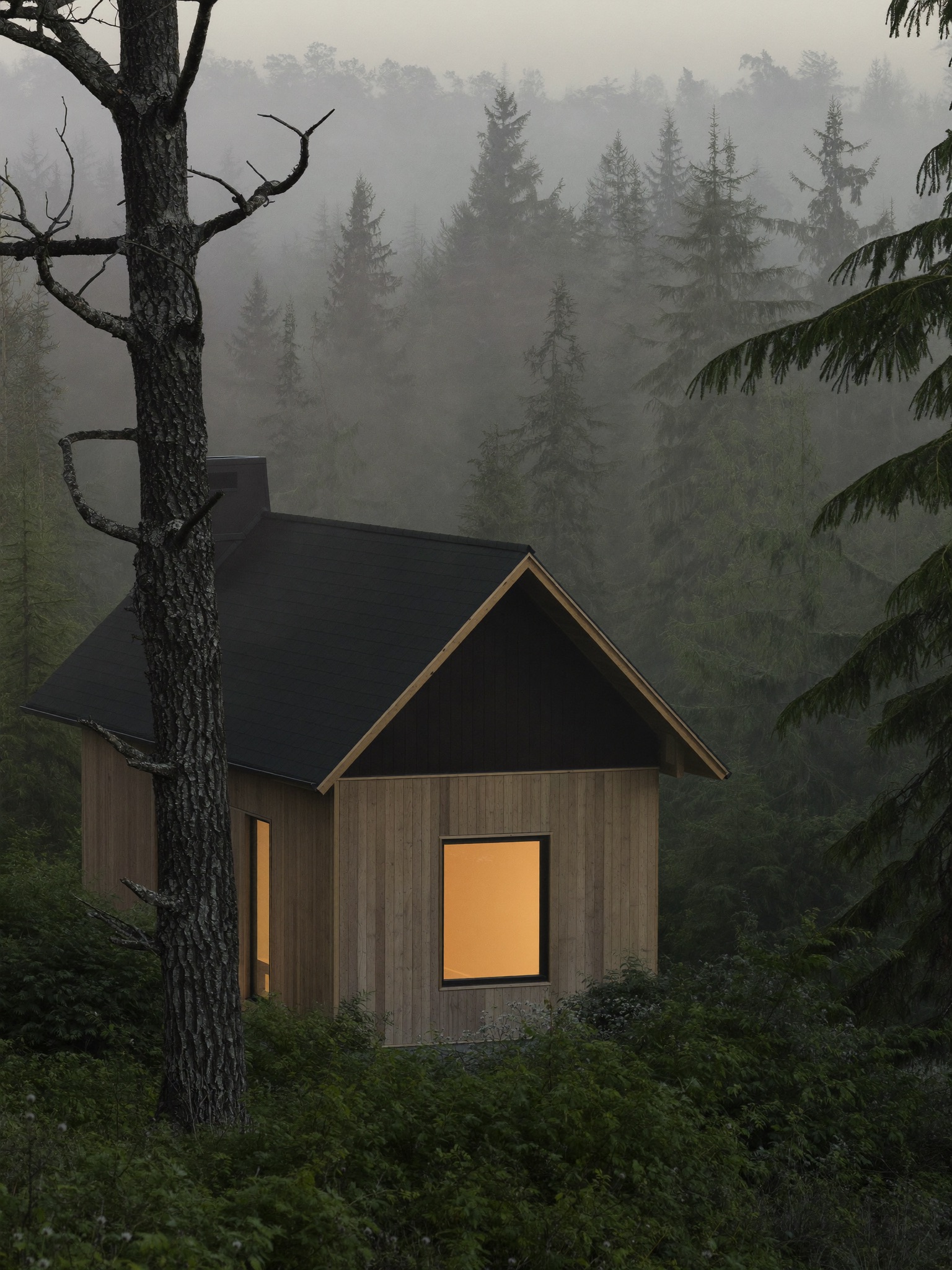 Secluded timber cabin among tall trees in morning fog